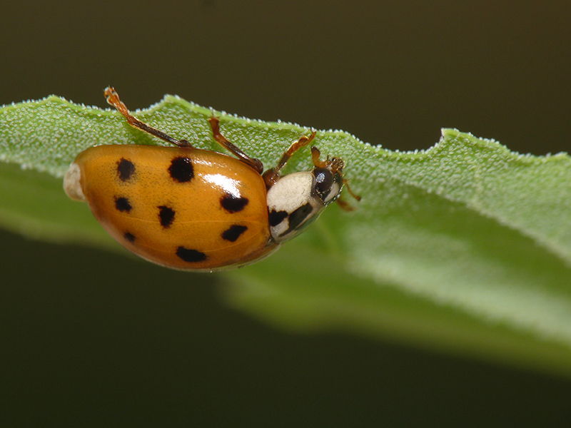 Coccinellidae: Harmonia axyridis